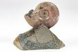 Iridescent, Pyritized Ammonite (Quenstedticeras) Fossil Display #209458-1